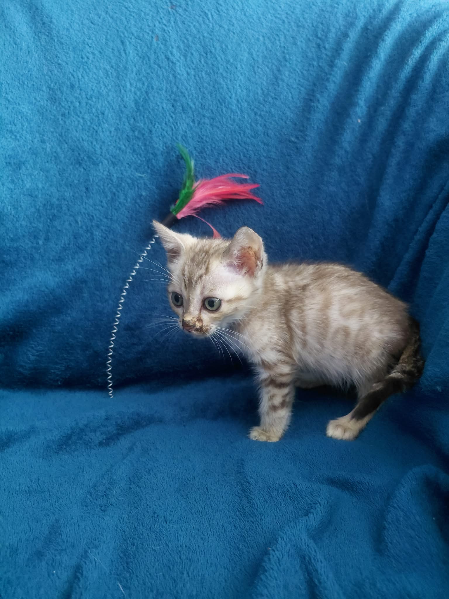 Carlos