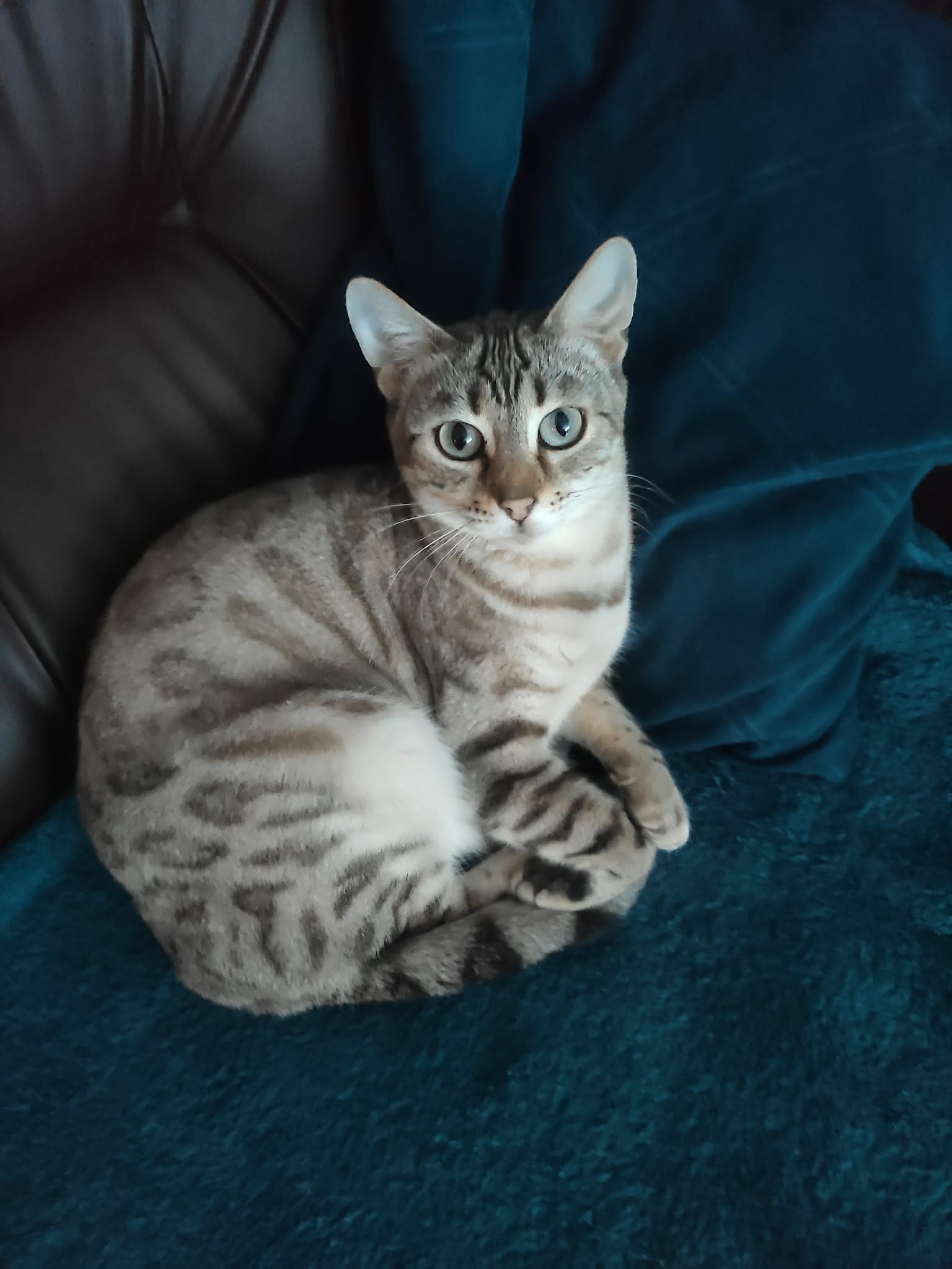 Bella