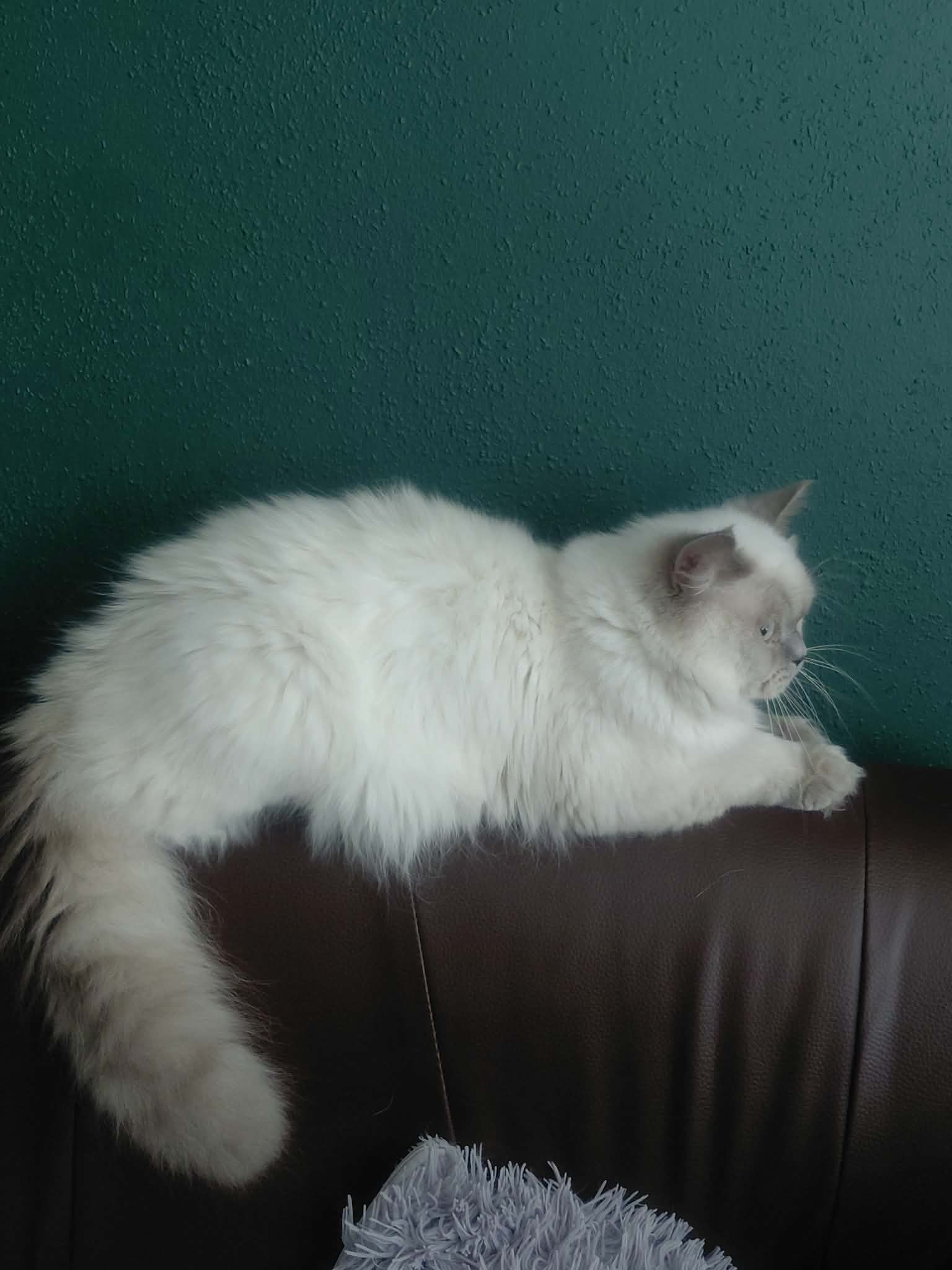 Staś